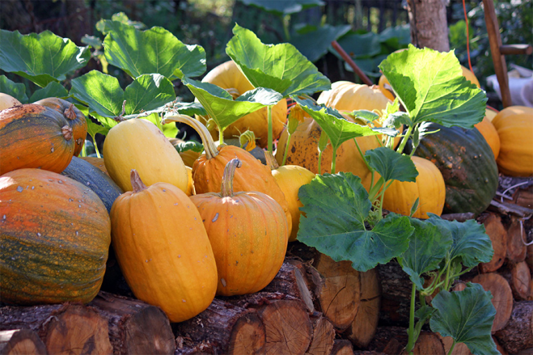 トウモロコシやカボチャは糖質を減らせる？親を過ちに行かせないでください
