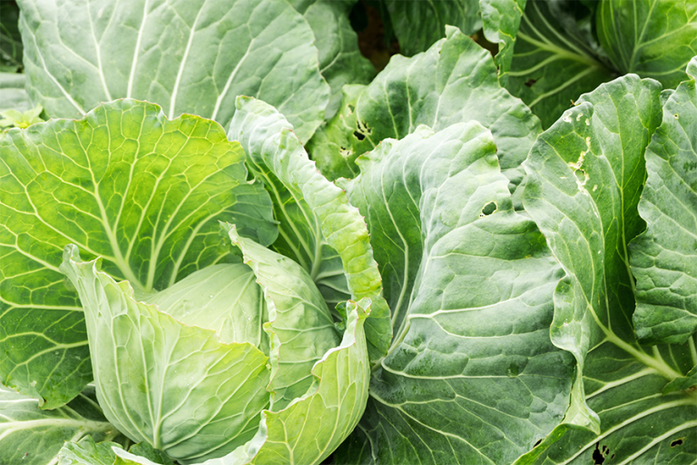 脳を若返らせましょう、毎日この量を食べましょう